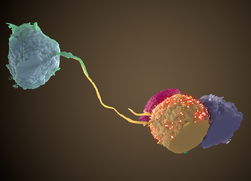 HIV infected cell and uninfected cell